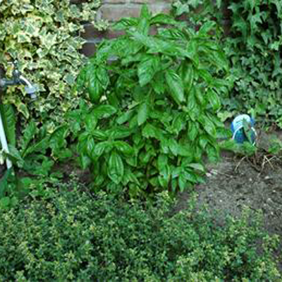 Basilicum kweken in de tuin