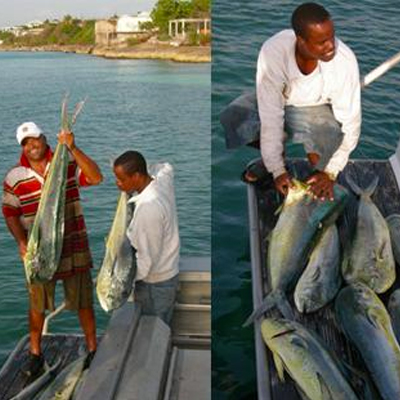 Mahi mahi