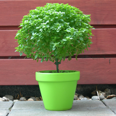 Bonsai basilicum