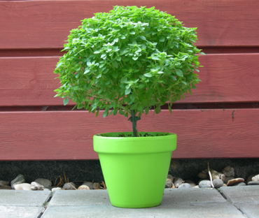 bonsai_basilicum-1