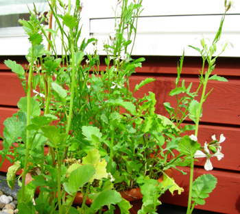 doorgeschotenrucola