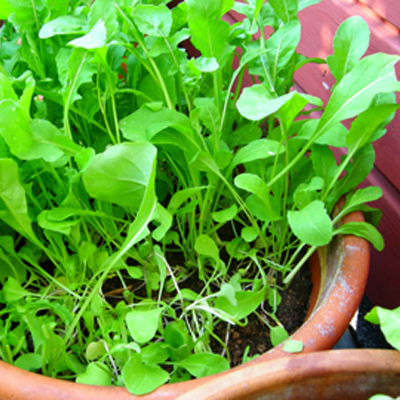 Doorgeschoten rucola