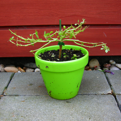 Bonsai basilicum – the end