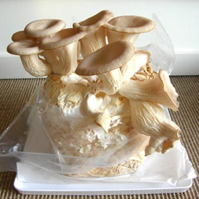 Zelf champignons kweken