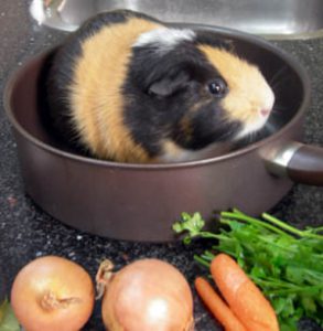 cavia