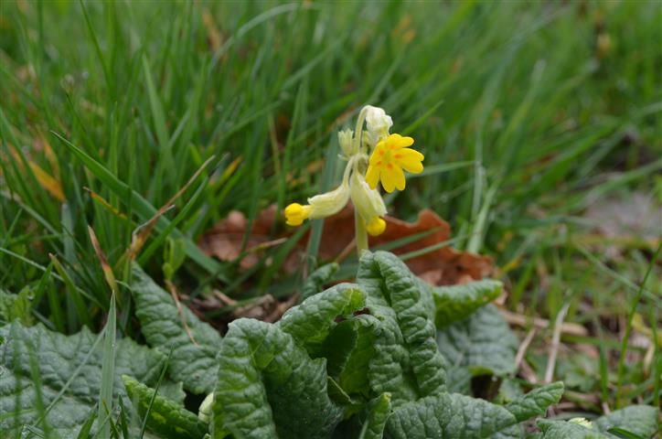 Auvergne primula