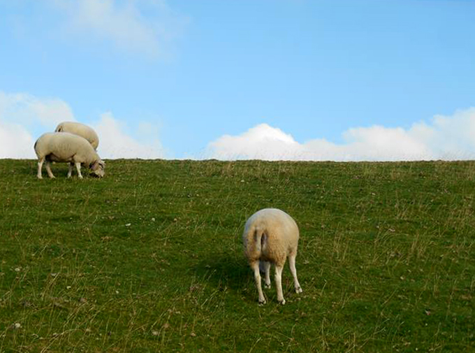 Texel culinair