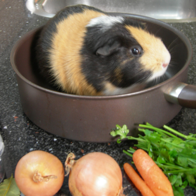 cavia