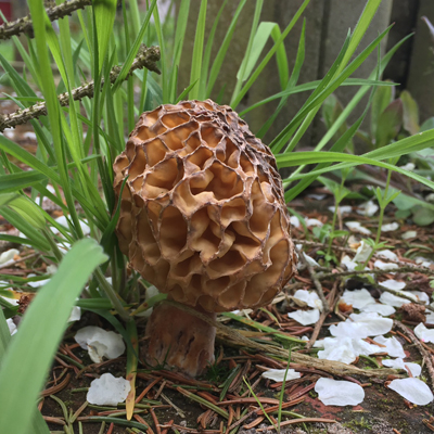 Morieljes uit de tuin