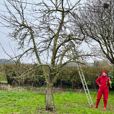 Snoeicursus appelbomen